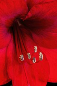 Preview wallpaper amaryllis, flower, pollen, macro, red