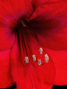 Preview wallpaper amaryllis, flower, pollen, macro, red