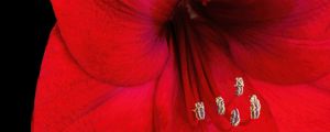 Preview wallpaper amaryllis, flower, pollen, macro, red