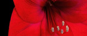 Preview wallpaper amaryllis, flower, pollen, macro, red