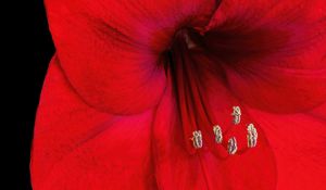 Preview wallpaper amaryllis, flower, pollen, macro, red