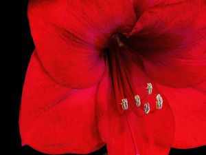 Preview wallpaper amaryllis, flower, pollen, macro, red