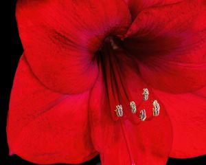 Preview wallpaper amaryllis, flower, pollen, macro, red