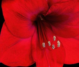 Preview wallpaper amaryllis, flower, pollen, macro, red