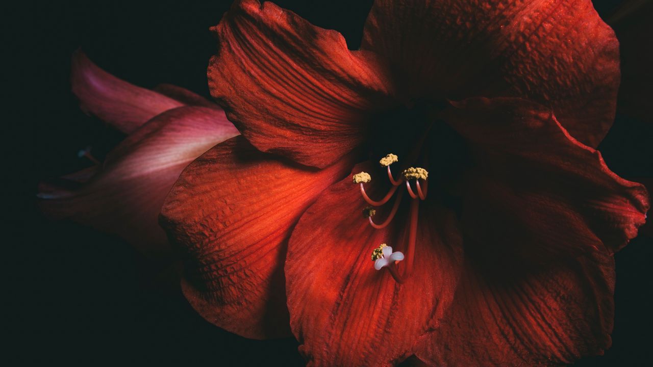 Wallpaper amaryllis, flower, red, petals, close-up