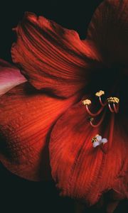 Preview wallpaper amaryllis, flower, red, petals, close-up