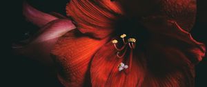 Preview wallpaper amaryllis, flower, red, petals, close-up