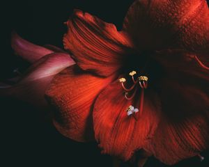 Preview wallpaper amaryllis, flower, red, petals, close-up