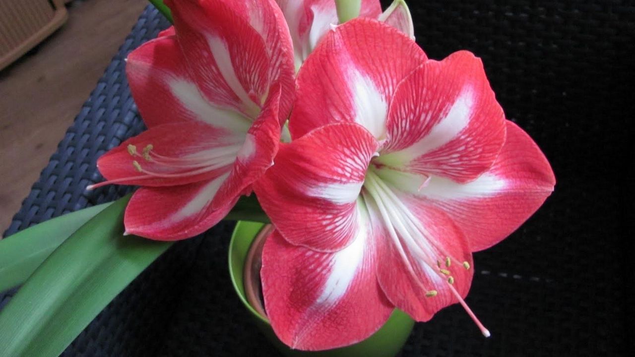 Wallpaper amaryllis, flower, two-color, pot