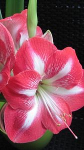 Preview wallpaper amaryllis, flower, two-color, pot