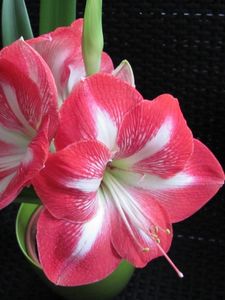 Preview wallpaper amaryllis, flower, two-color, pot