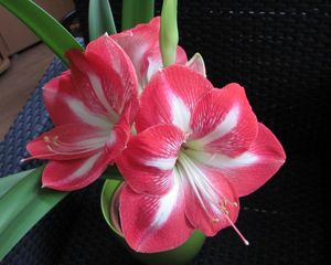 Preview wallpaper amaryllis, flower, two-color, pot