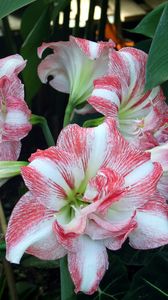 Preview wallpaper amaryllis, flowers, buds, leaves