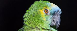 Preview wallpaper amazon, parrot, bird