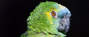 Preview wallpaper amazon, parrot, bird