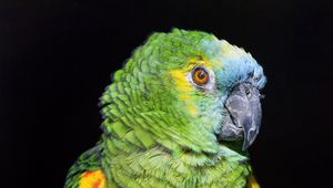 Preview wallpaper amazon, parrot, bird