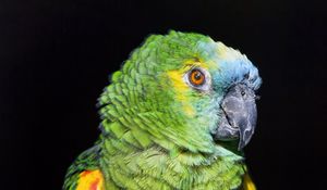 Preview wallpaper amazon, parrot, bird