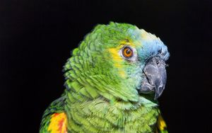 Preview wallpaper amazon, parrot, bird