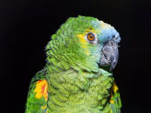 Preview wallpaper amazon, parrot, bird