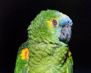 Preview wallpaper amazon, parrot, bird