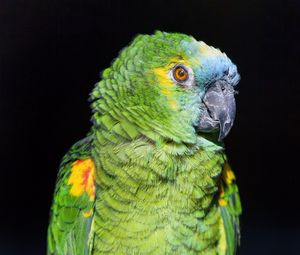 Preview wallpaper amazon, parrot, bird