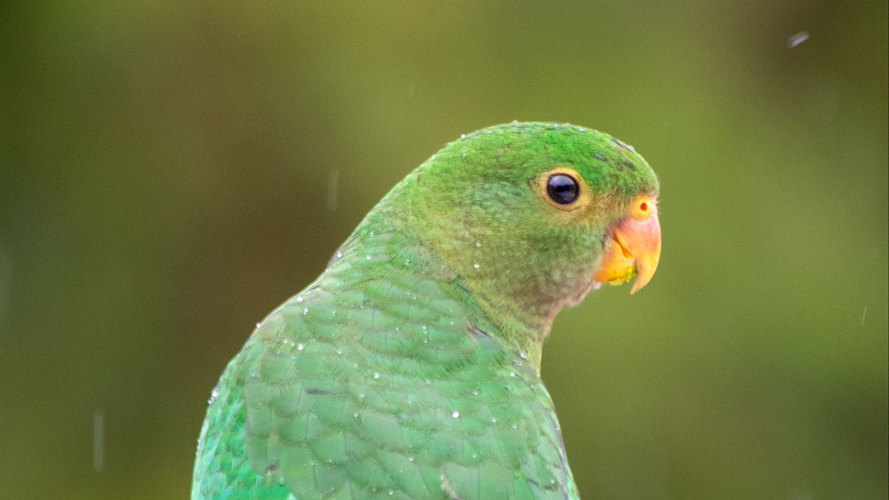 Wallpaper amazon, parrot, bird, rain, drops