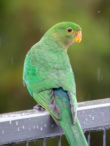 Preview wallpaper amazon, parrot, bird, rain, drops