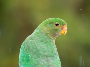 Preview wallpaper amazon, parrot, bird, rain, drops