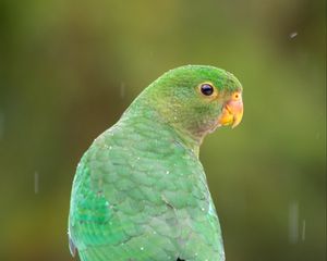 Preview wallpaper amazon, parrot, bird, rain, drops