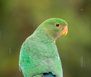 Preview wallpaper amazon, parrot, bird, rain, drops