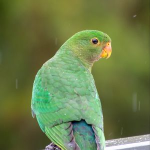 Preview wallpaper amazon, parrot, bird, rain, drops