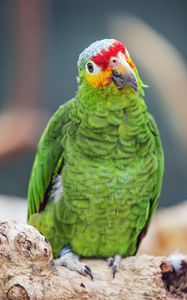 Preview wallpaper amazon parrot, parrot, green, beak, bird