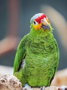 Preview wallpaper amazon parrot, parrot, green, beak, bird