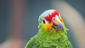 Preview wallpaper amazon parrot, parrot, green, beak, bird