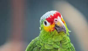 Preview wallpaper amazon parrot, parrot, green, beak, bird