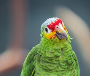 Preview wallpaper amazon parrot, parrot, green, beak, bird