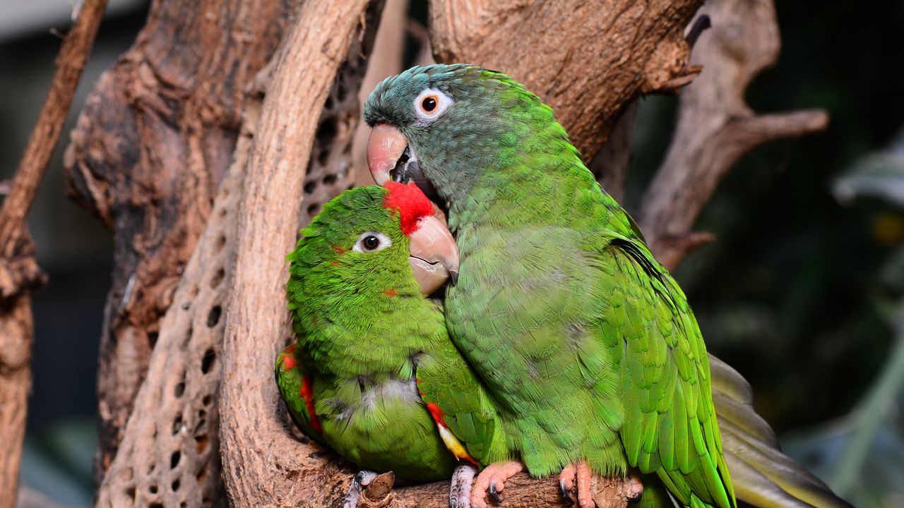 Wallpaper amazon parrot, parrots, couple, tenderness, caring, cute