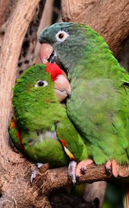 Preview wallpaper amazon parrot, parrots, couple, tenderness, caring, cute