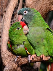 Preview wallpaper amazon parrot, parrots, couple, tenderness, caring, cute