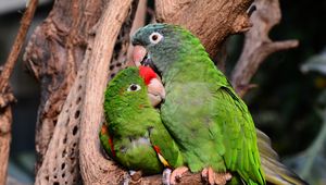 Preview wallpaper amazon parrot, parrots, couple, tenderness, caring, cute