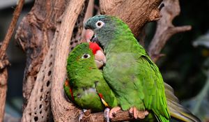 Preview wallpaper amazon parrot, parrots, couple, tenderness, caring, cute