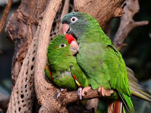 Preview wallpaper amazon parrot, parrots, couple, tenderness, caring, cute