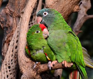 Preview wallpaper amazon parrot, parrots, couple, tenderness, caring, cute