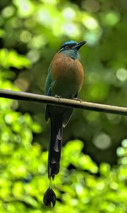 Preview wallpaper amazonian motmot, bird, branch, wildlife, blur