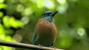 Preview wallpaper amazonian motmot, bird, branch, wildlife, blur