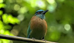 Preview wallpaper amazonian motmot, bird, branch, wildlife, blur