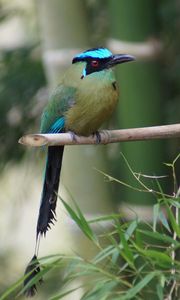 Preview wallpaper amazonian motmot, bird, color, branch