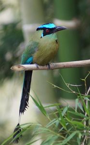 Preview wallpaper amazonian motmot, bird, color, branch