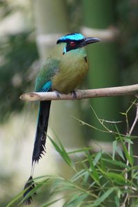 Preview wallpaper amazonian motmot, bird, color, branch