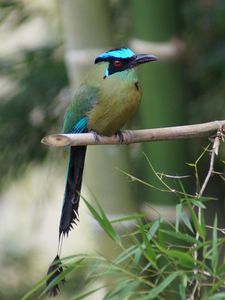 Preview wallpaper amazonian motmot, bird, color, branch